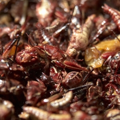 昆明炸蚂蚱_1826_3666