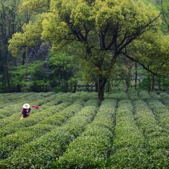 茶叶采摘_993