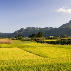 贵州兴义市万峰林秋天的田野_1586