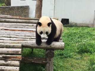 公司去峨眉山旅游_峨眉山跟团游的报价_峨眉山旅游七日游多少钱