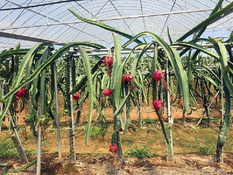 成都周边游,火龙果采摘记~