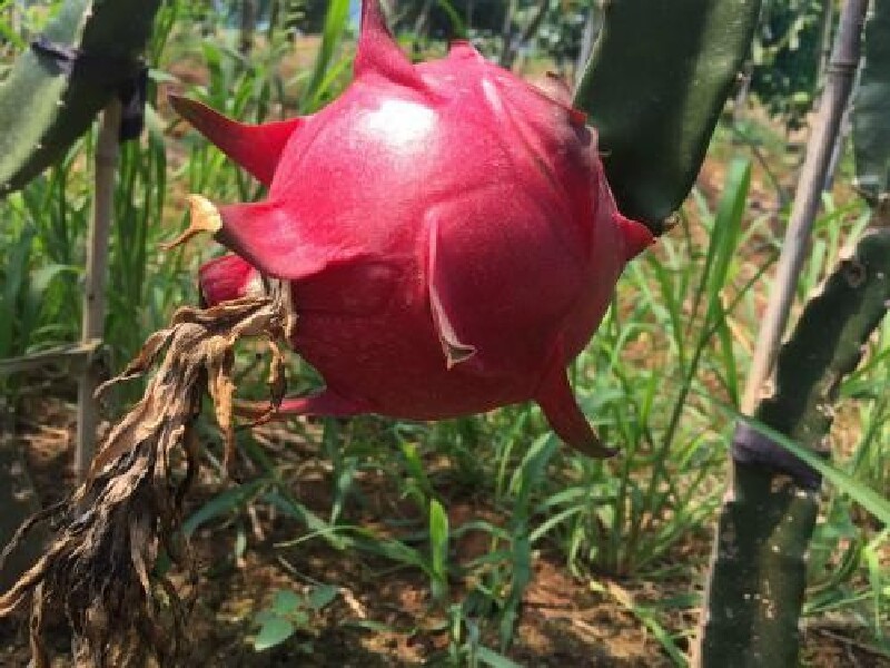 成都周边游,火龙果采摘记~