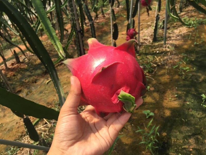 成都周边游,火龙果采摘记~