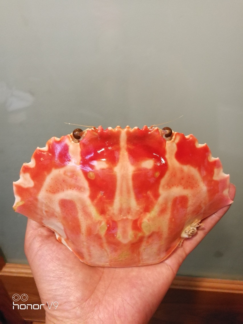 越南岘港-会安4晚5日游 澳门直飞 午去午回 越