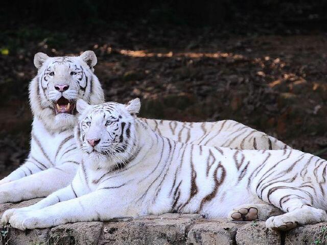 广州长隆野生动物园