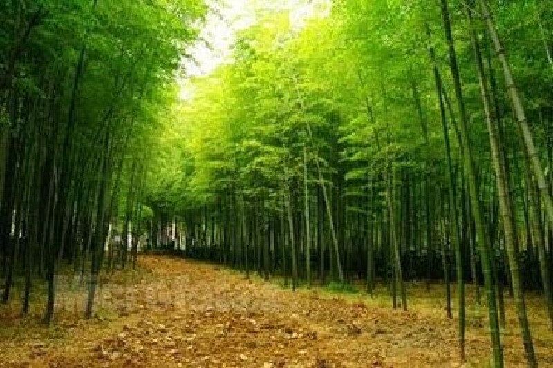 南山竹海探寻竹林仙境之美