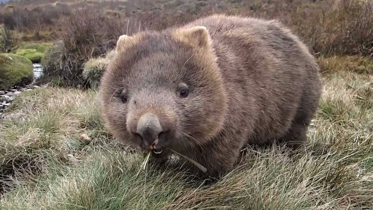 wombat袋熊