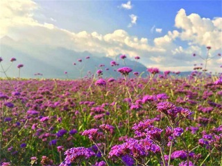 云南大理麗江游8月份報(bào)價(jià)_香港旅游團(tuán)云南大理麗江_以往國(guó)慶云南大理麗江游價(jià)格