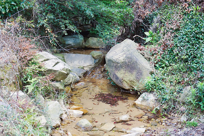 沿路除了杨梅树,还能看到小溪,可谓是感受了大山里的环境.