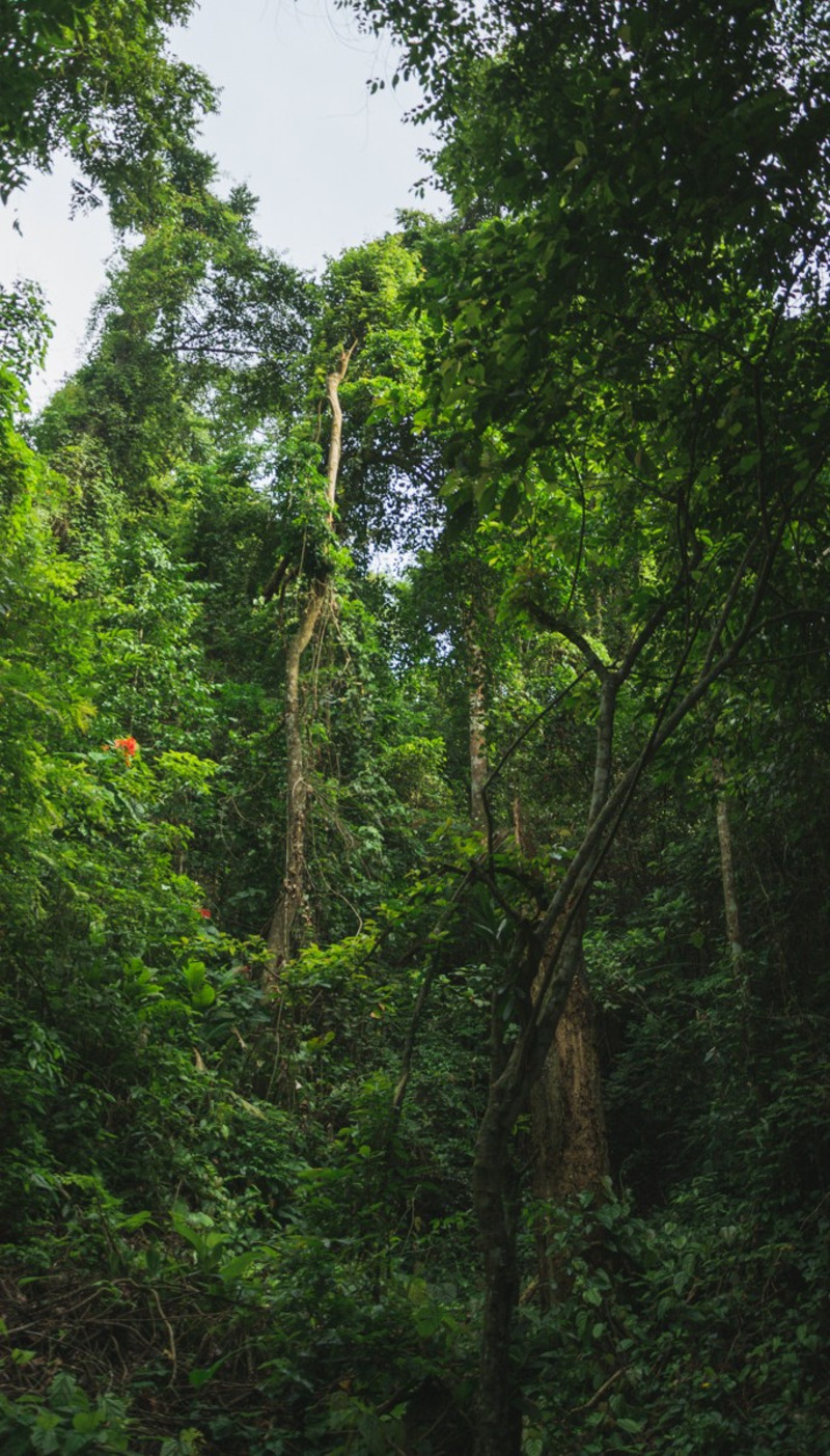 云南西双版纳游玩攻略穿越人山人海只为遇见最美的风景