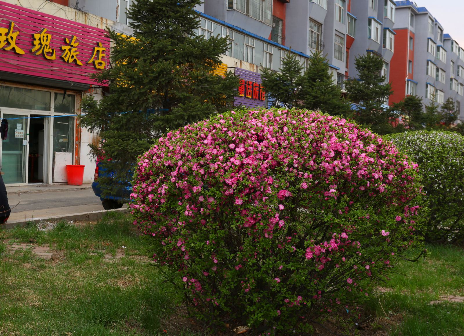 长春玫瑰旅店