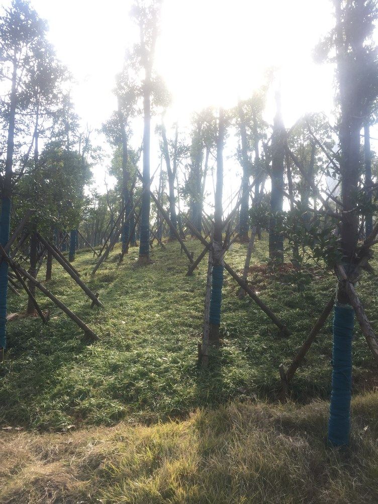长沙阳阳麦子公寓