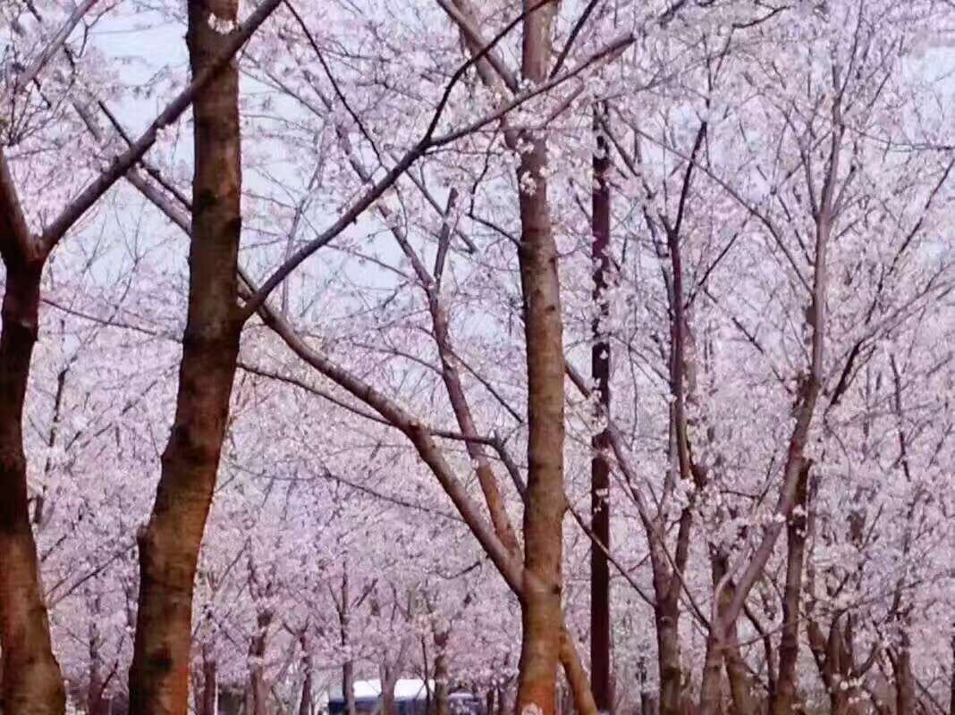 扬州倚楼画风雨公寓