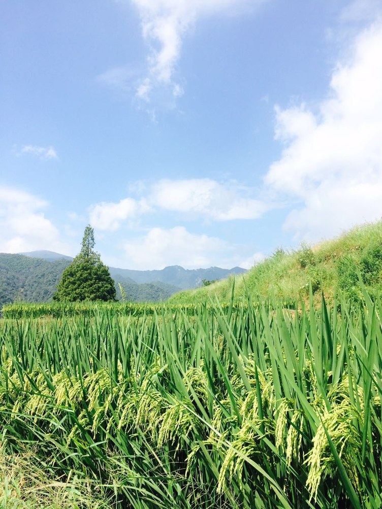 眉山半山壹号普通公寓(杭州七里坪店)