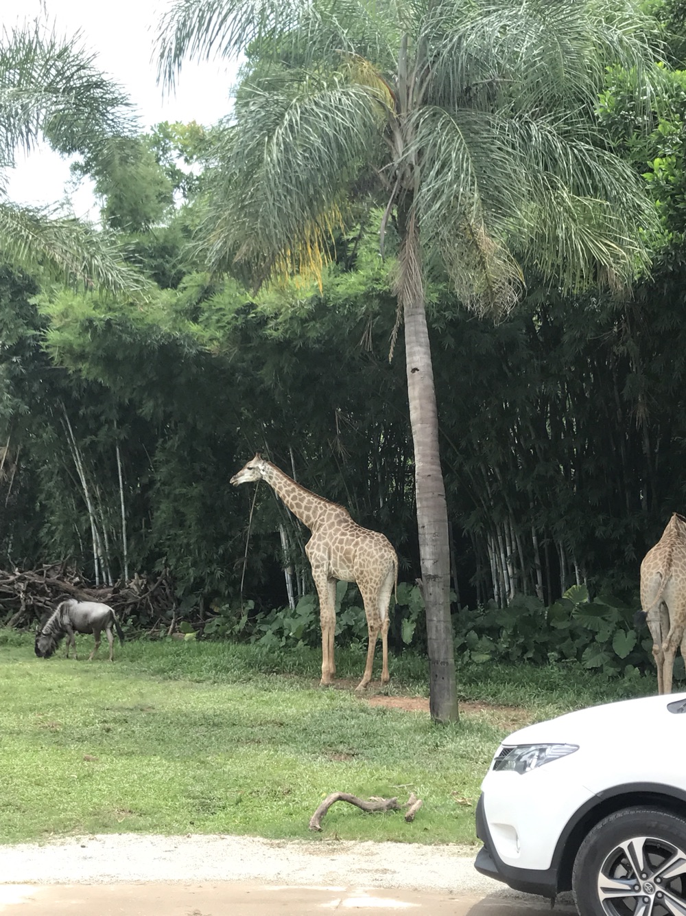 长隆周边酒店推荐-广州长隆2日自由行-住亚特