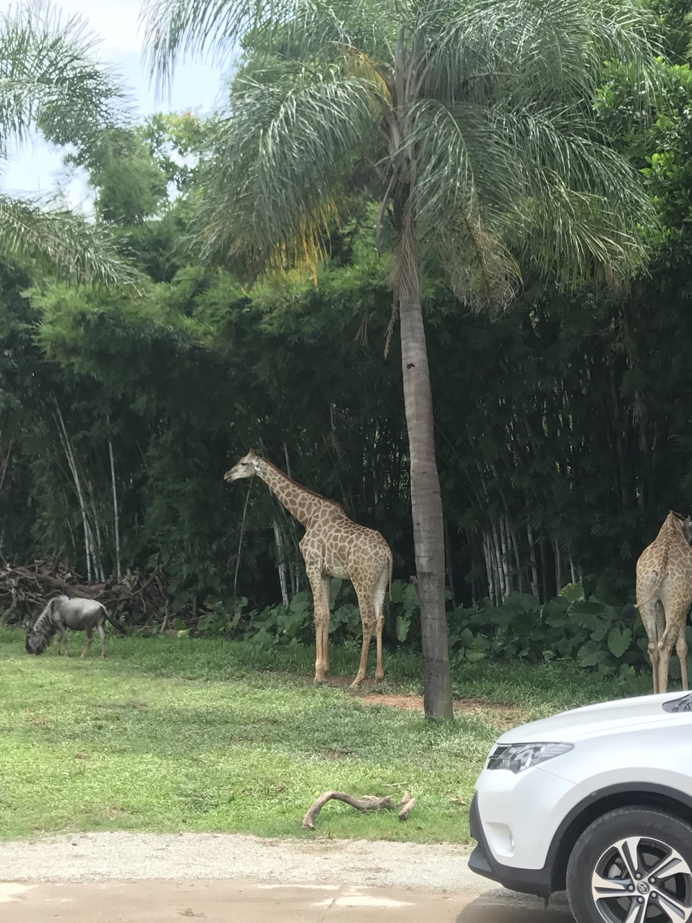 长隆周边酒店推荐-广州长隆2日自由行-住亚特