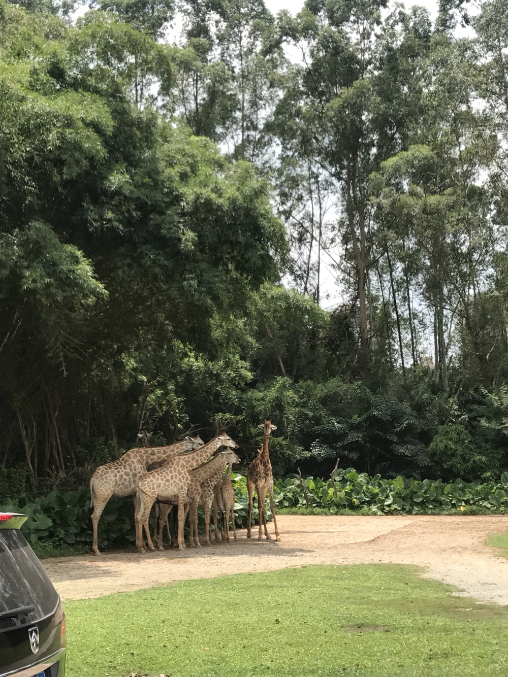 长隆周边酒店推荐-广州长隆2日自由行-住亚特