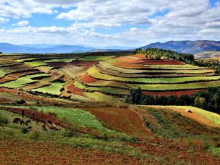 云南元陽梯田旅游組團(tuán)_云南元陽梯田自由行組團(tuán)_云南元陽梯田跟團(tuán)游與自由行
