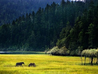 香格里拉旅游最新_香格里拉双人十一日游_香格里拉旅游几月份最合适