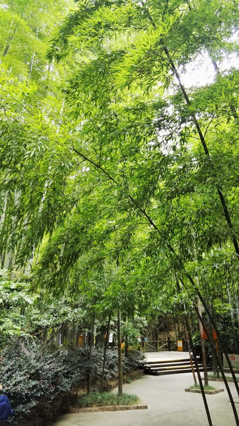 天目湖南山竹海景区以竹文化和寿文化为主题,坐拥3.