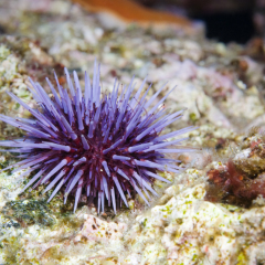 Solo purple Sea Urchin on reef