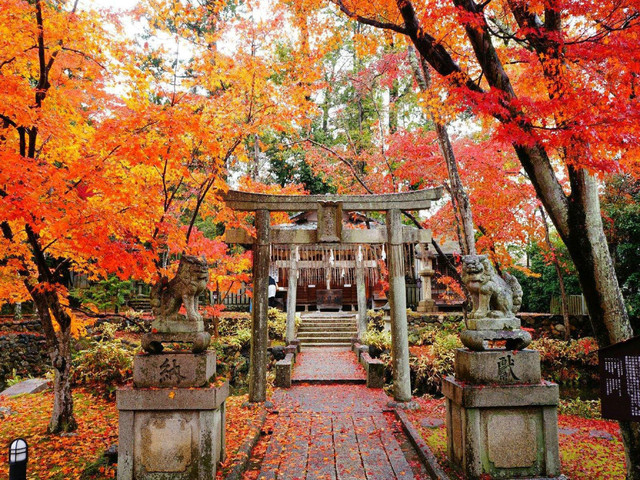 <日本京都周边秋季红叶深度一天游