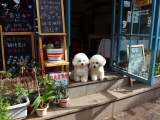 云南玉龍雪山旅行跟團(tuán)_云南玉龍雪山旅行團(tuán)自由行_云南玉龍雪山旅游一次多少錢