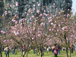桂林陽(yáng)朔最佳旅游路線_桂林陽(yáng)朔自由行還是跟團(tuán)好_去桂林陽(yáng)朔旅游