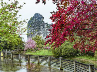 桂林陽(yáng)朔最佳旅游路線_桂林陽(yáng)朔自由行還是跟團(tuán)好_去桂林陽(yáng)朔旅游