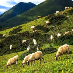 景点模块 