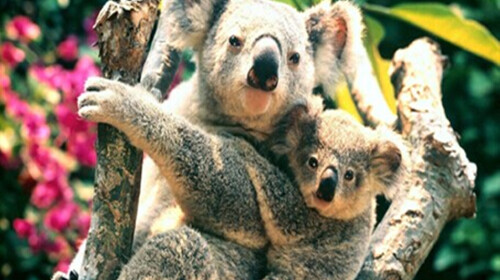 澳大利亚-墨尔本-悉尼8日游 香港直飞,直升机巡