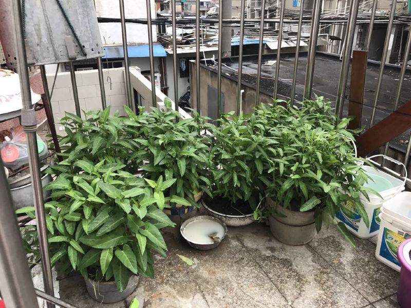 扬州陈洁公寓(东关古渡分店)