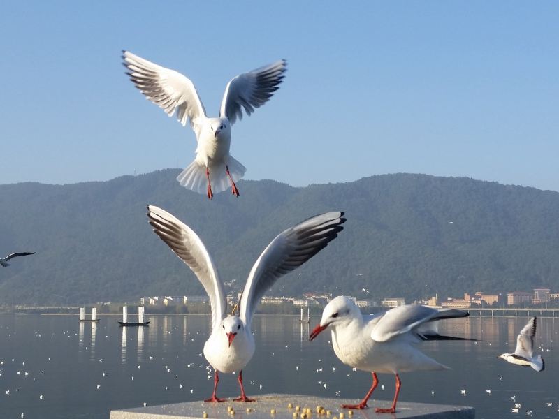 昆明滇池海景普通公寓