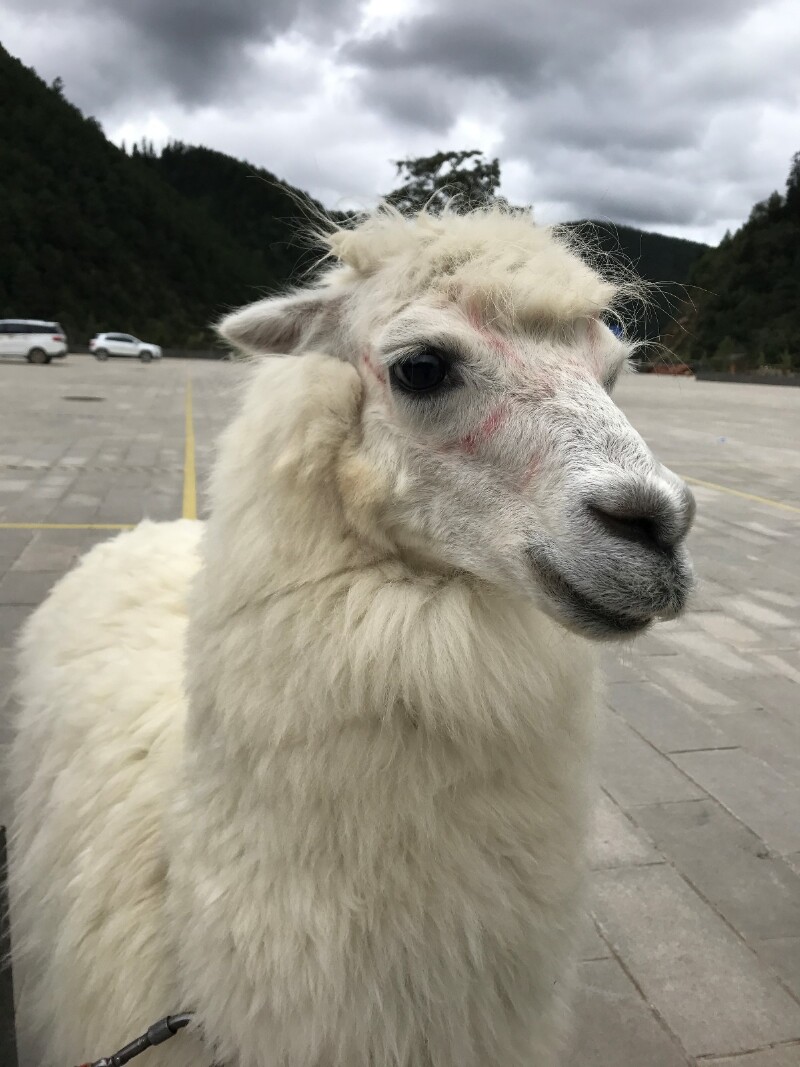 第六天:在路上!泸沽湖-丽江-香格里拉