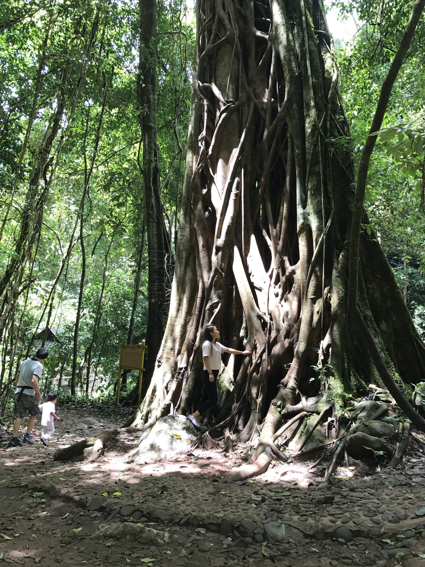 昆明-西双版纳3飞6日游 住万达文华花园泳池别