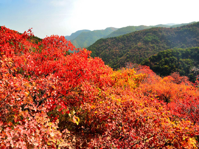 香山又叫静宜园,位于海淀区西郊,距市区25公里,很高峰海拔575米
