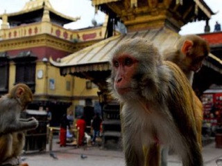 尼泊爾游價格_到尼泊爾旅游報團價格_尼泊爾旅游費用多少