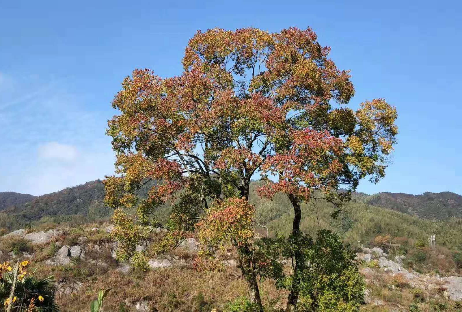 其他