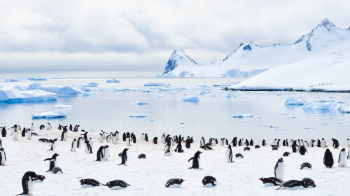[春节] 南极半岛+智利15日游 智利飞机直飞南极