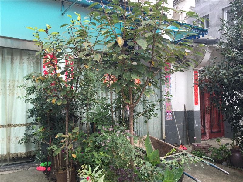 彭州伍二娃休闲屋