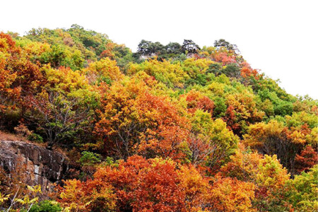  本溪枫林谷1日游>包含往返车费和景区门票