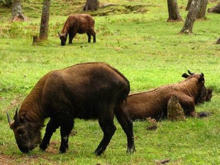 去尼泊爾旅游要帶多少錢_尼泊爾2人旅游需要多少錢_旅行團(tuán)尼泊爾游