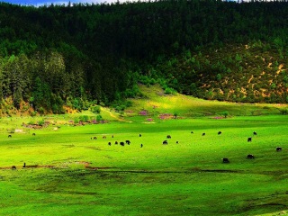 現(xiàn)在去云南香格里拉旅游多少錢_云南香格里拉旅行團_旅行團云南香格里拉游