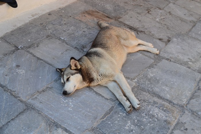 在oia镇教堂前的小广场发现的一只"死狗",四脚朝天,各种霸气侧漏,尺度