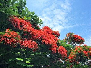 廈門(mén)游8月份報(bào)價(jià)_到廈門(mén)旅游_去廈門(mén)靠譜的旅行團(tuán)