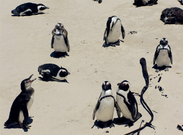 十一长假南非三日游,国庆节南非自助游行程攻