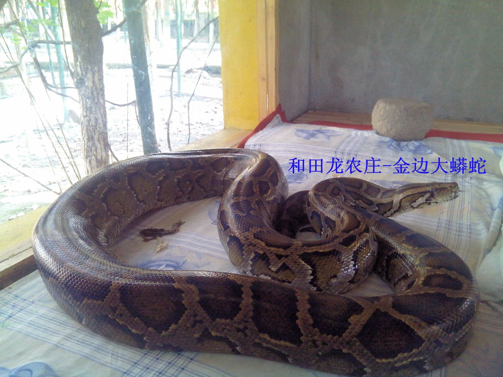 其他