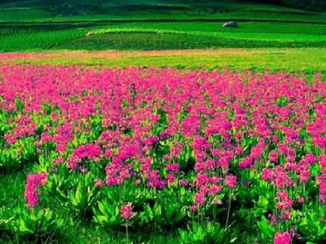 云南-大理-丽江-香格里拉7日游秘境普达措,网红
