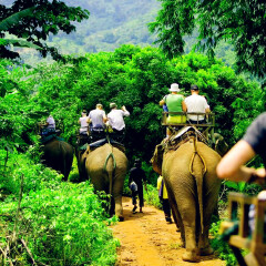 骑大象 景点模块