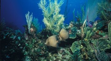 美国迈阿密大沼泽地国家公园+比斯坎国家公园